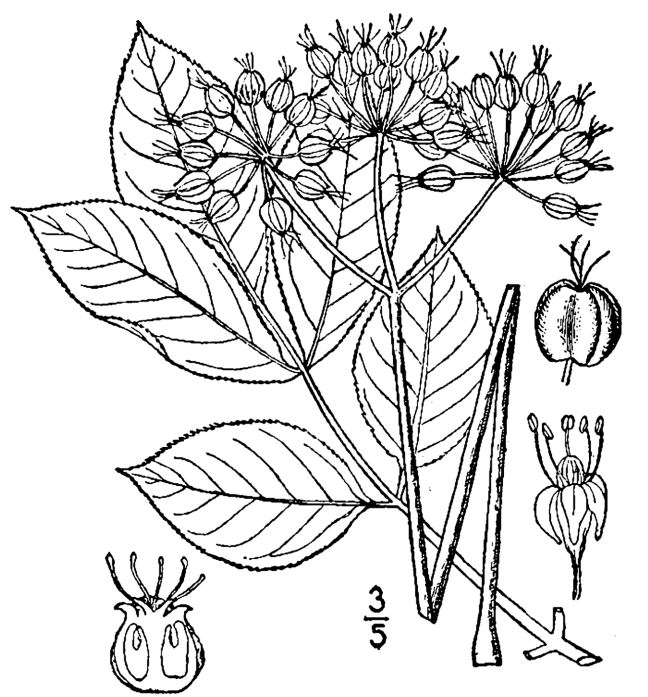 Aralia nudicaulis