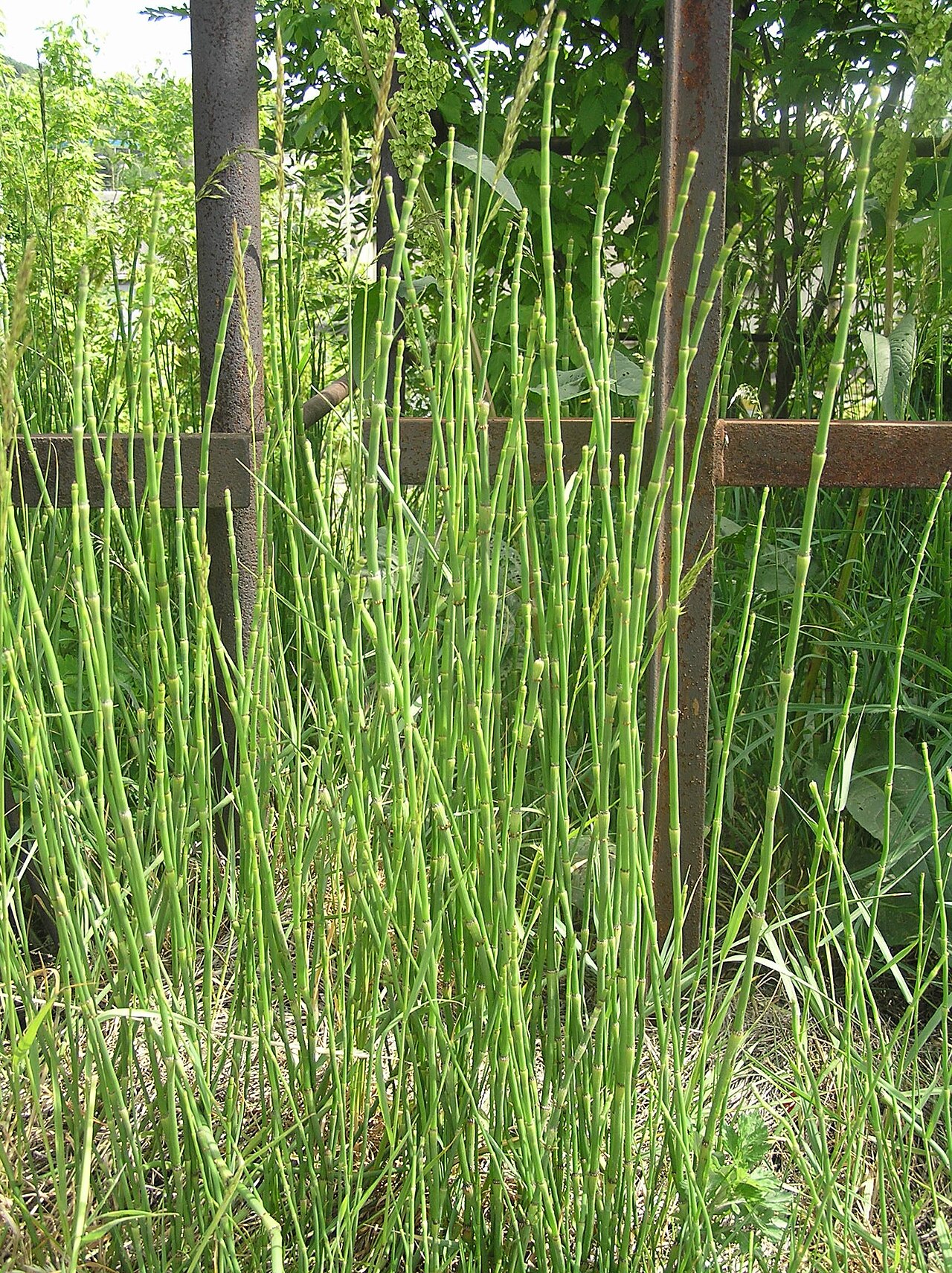 Equisetum moorei