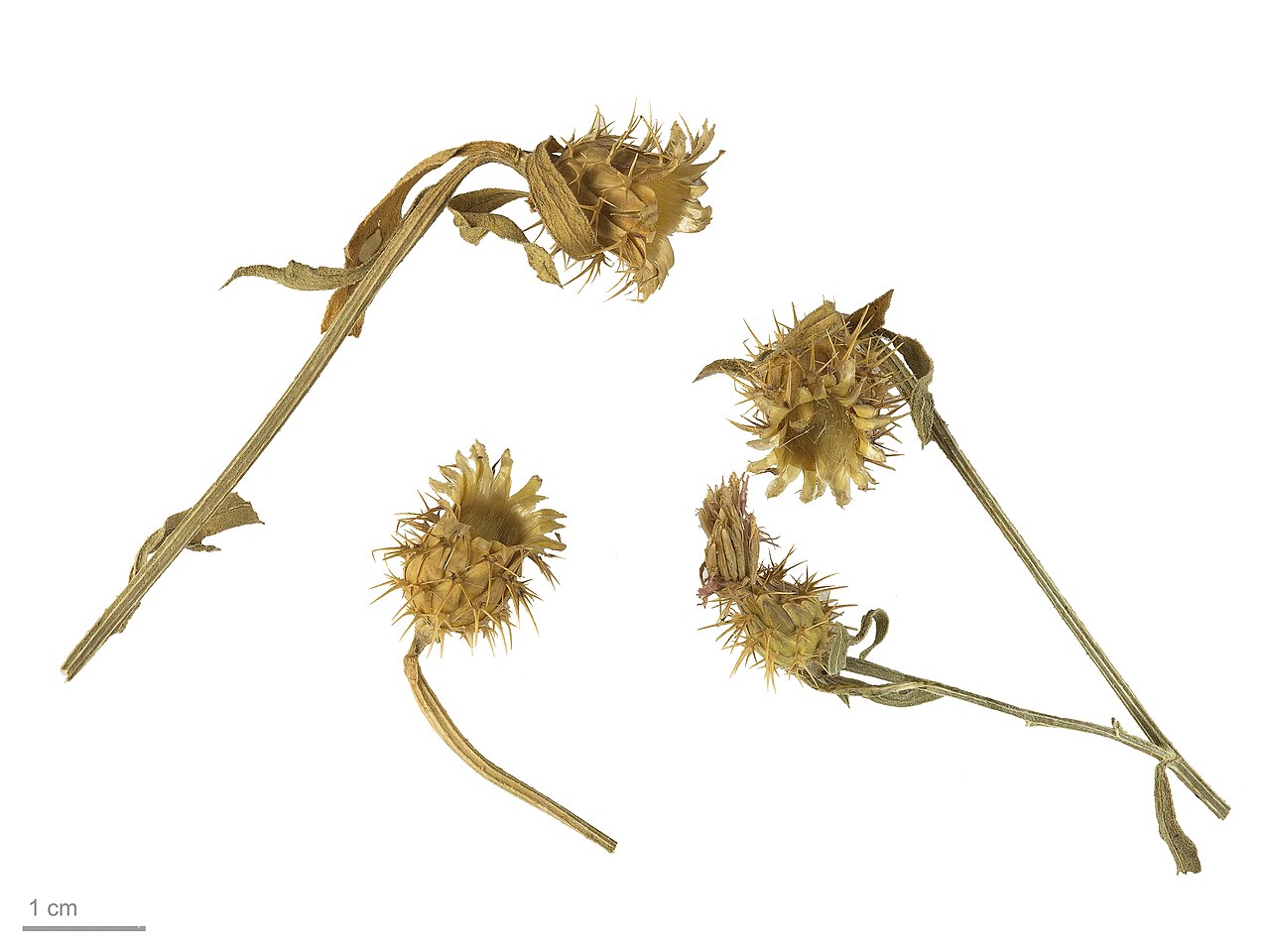 Centaurea aspera