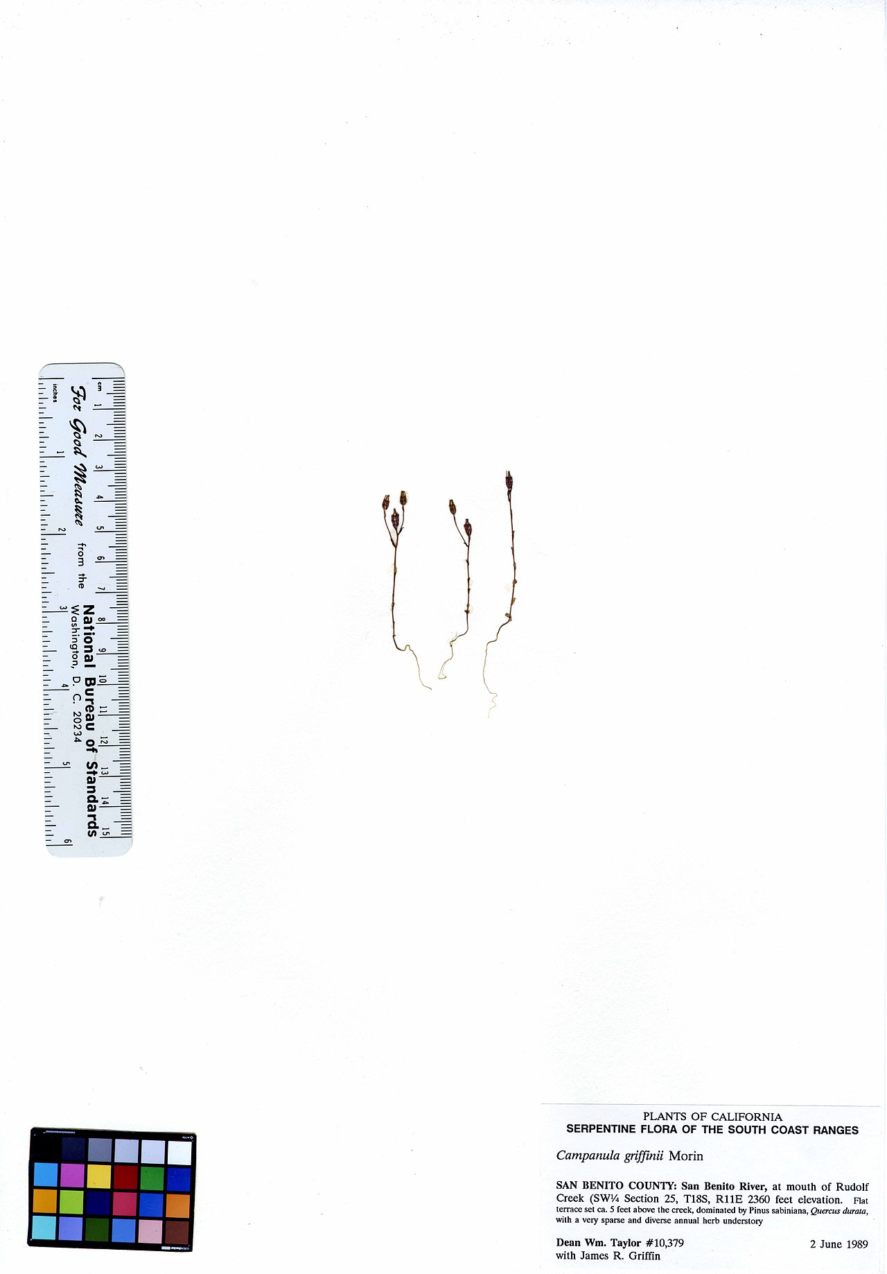 Campanula angustiflora