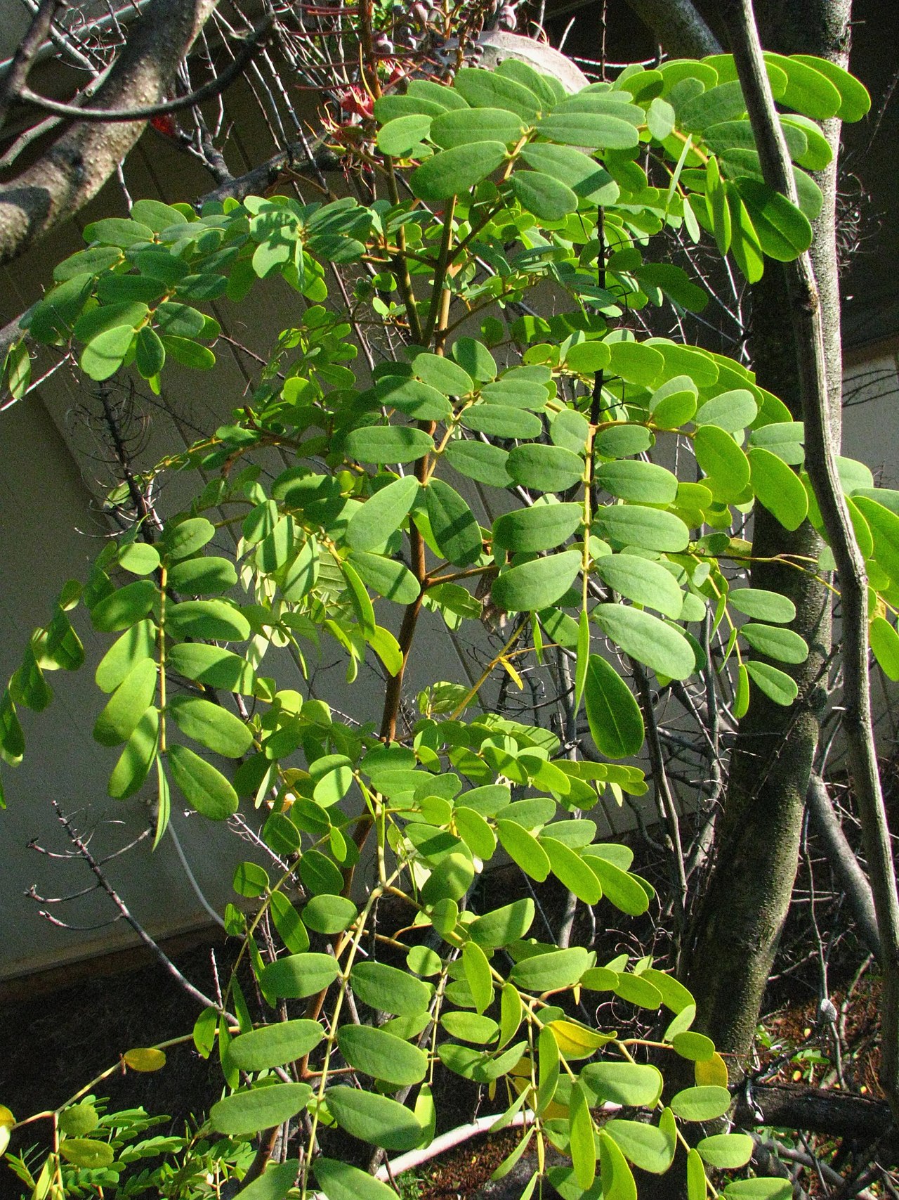 Mezoneuron kavaiense
