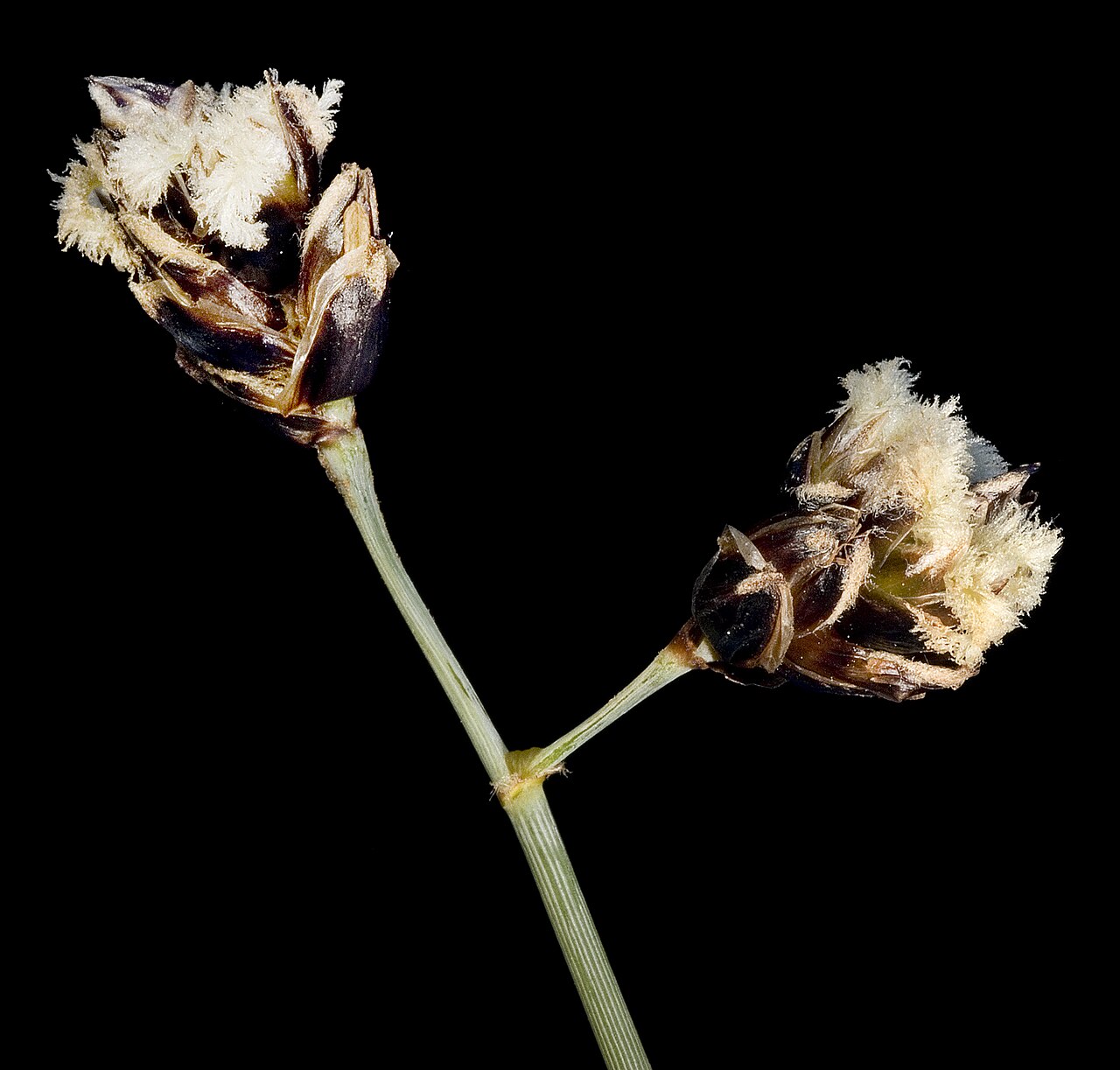 Georgeantha hexandra