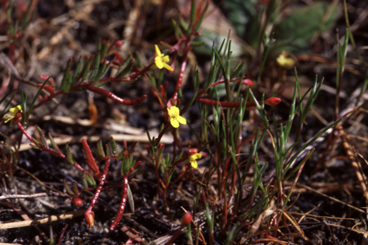 Camissonia strigulosa