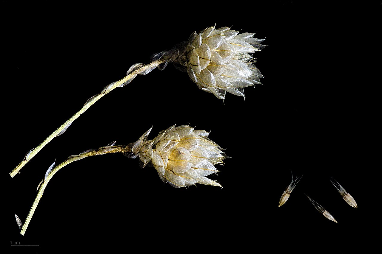 Catananche caerulea
