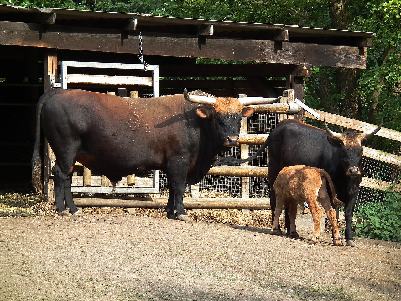 Heck cattle