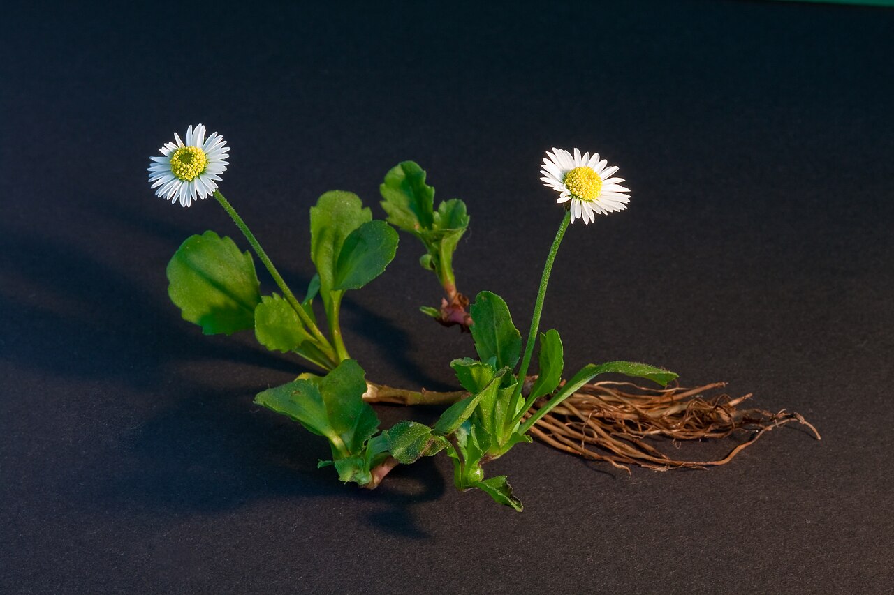 Bellis perennis
