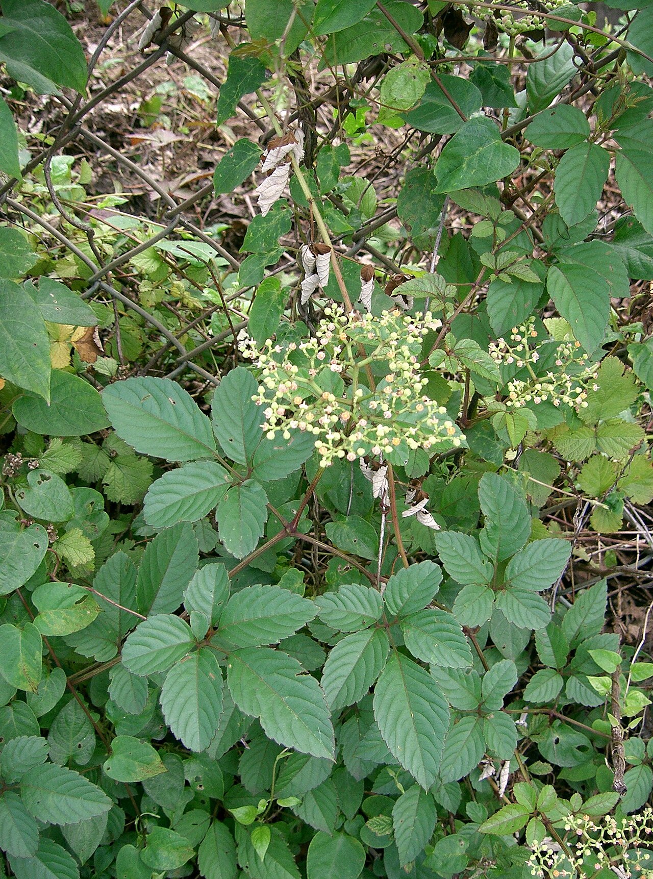 Cayratia