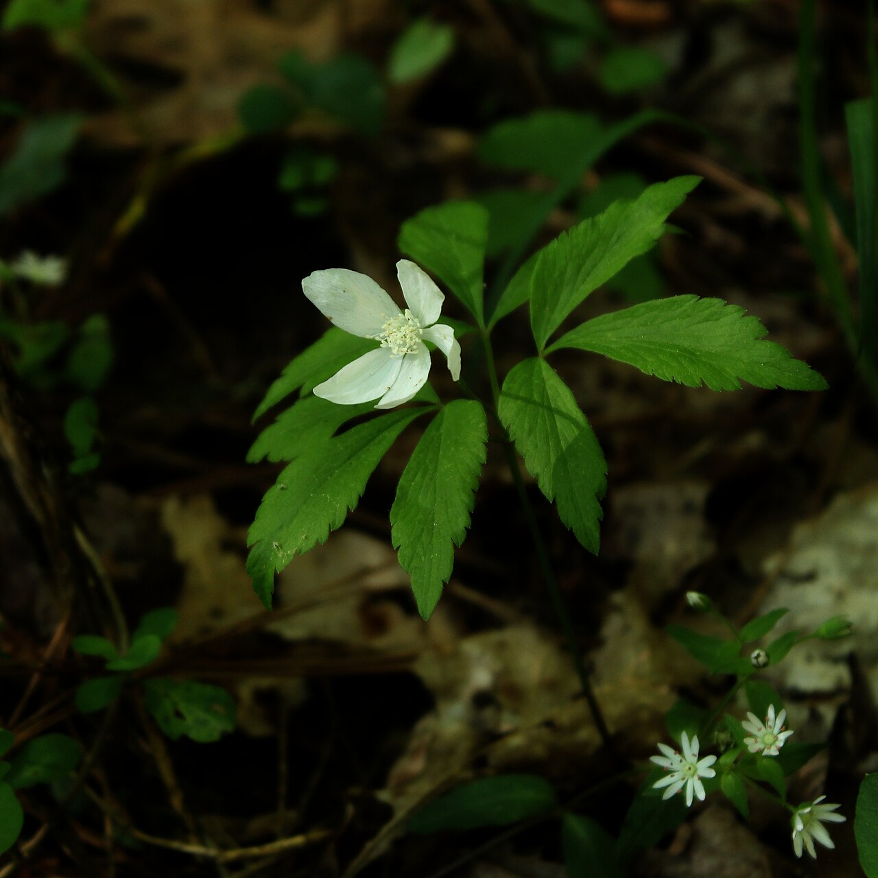 Anemone lancifolia