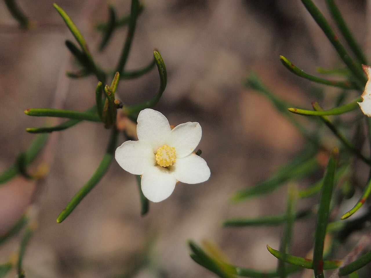 Ricinocarpos linearifolius