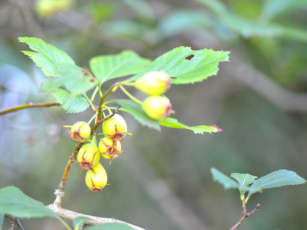 Crataegus harbisonii