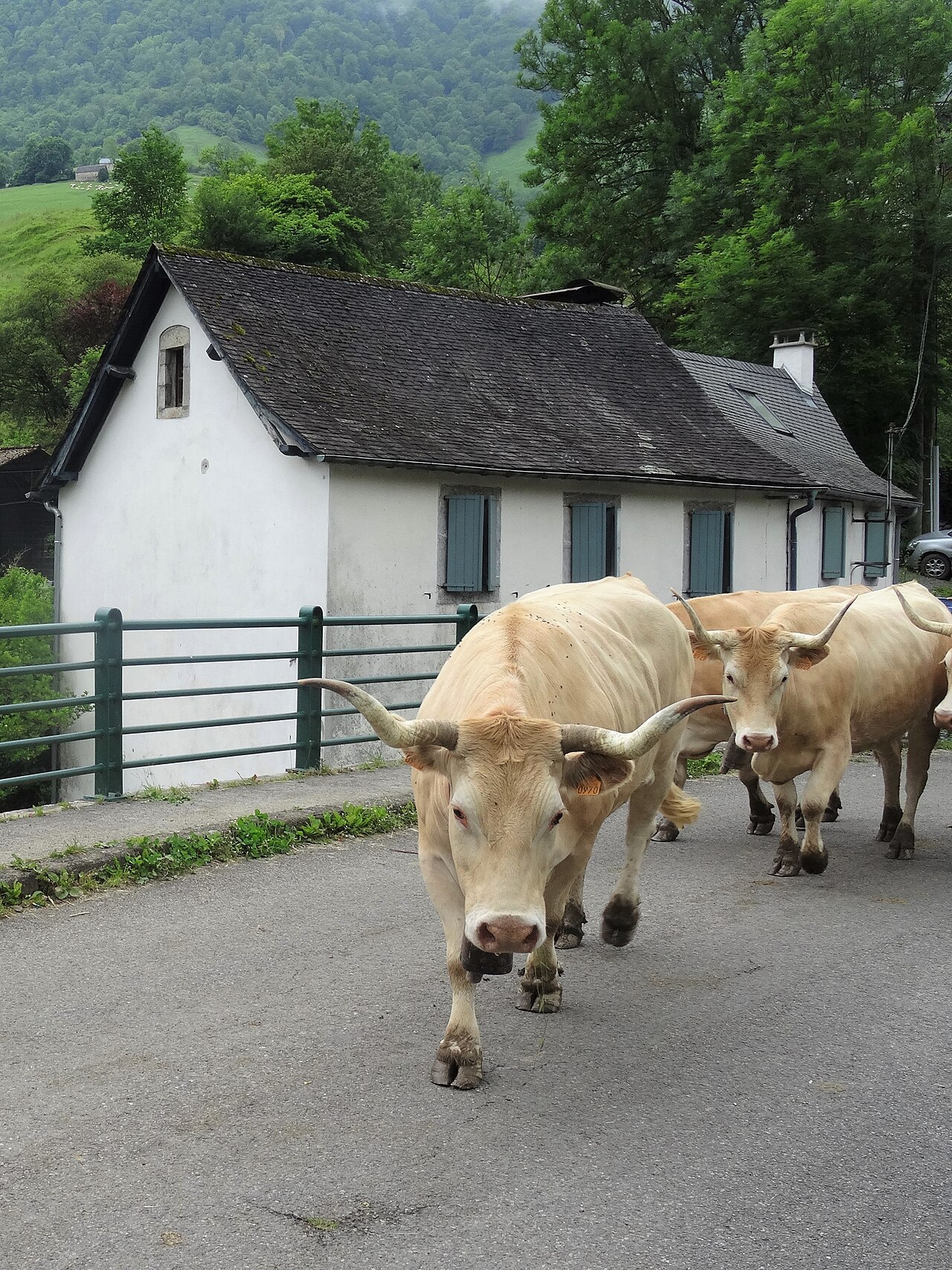 Béarnaise cattle