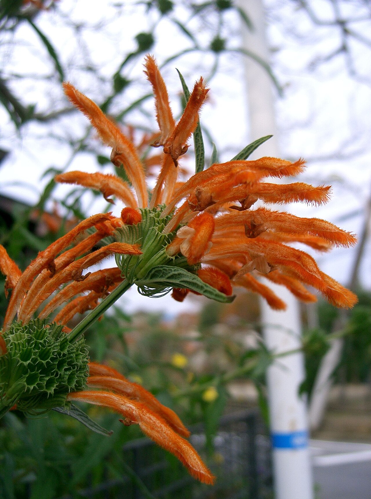 Phlomis leonotis