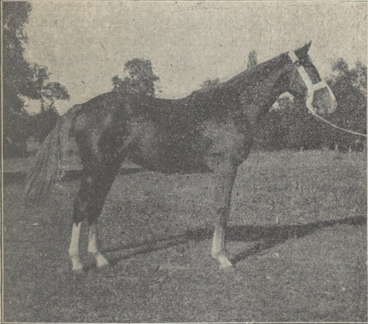 Limousin horse