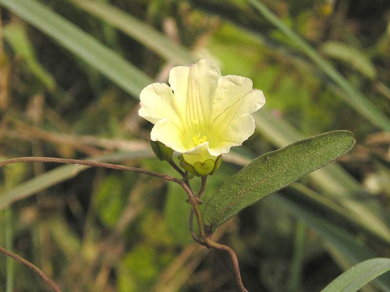 Merremia hirta