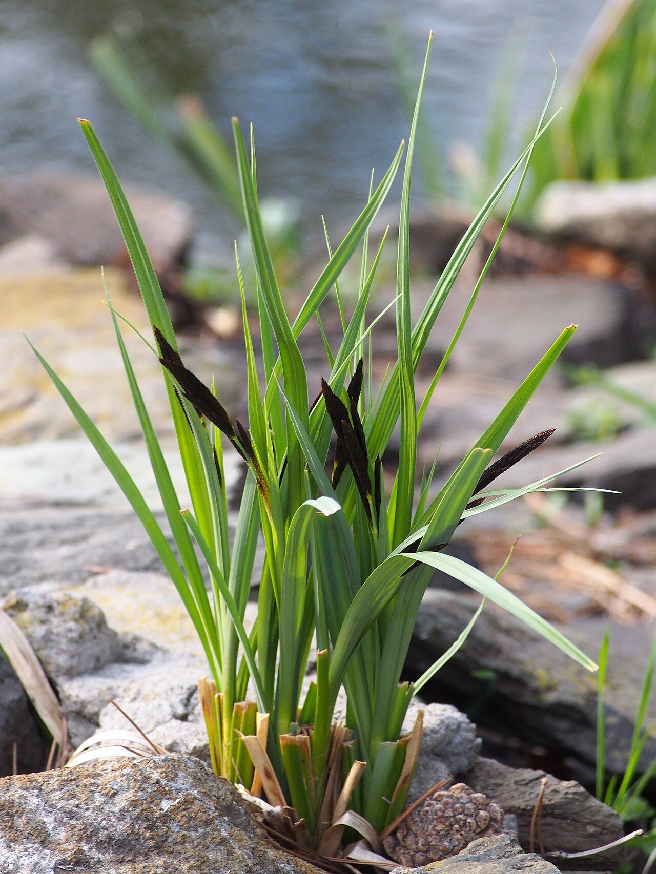 Carex acuta