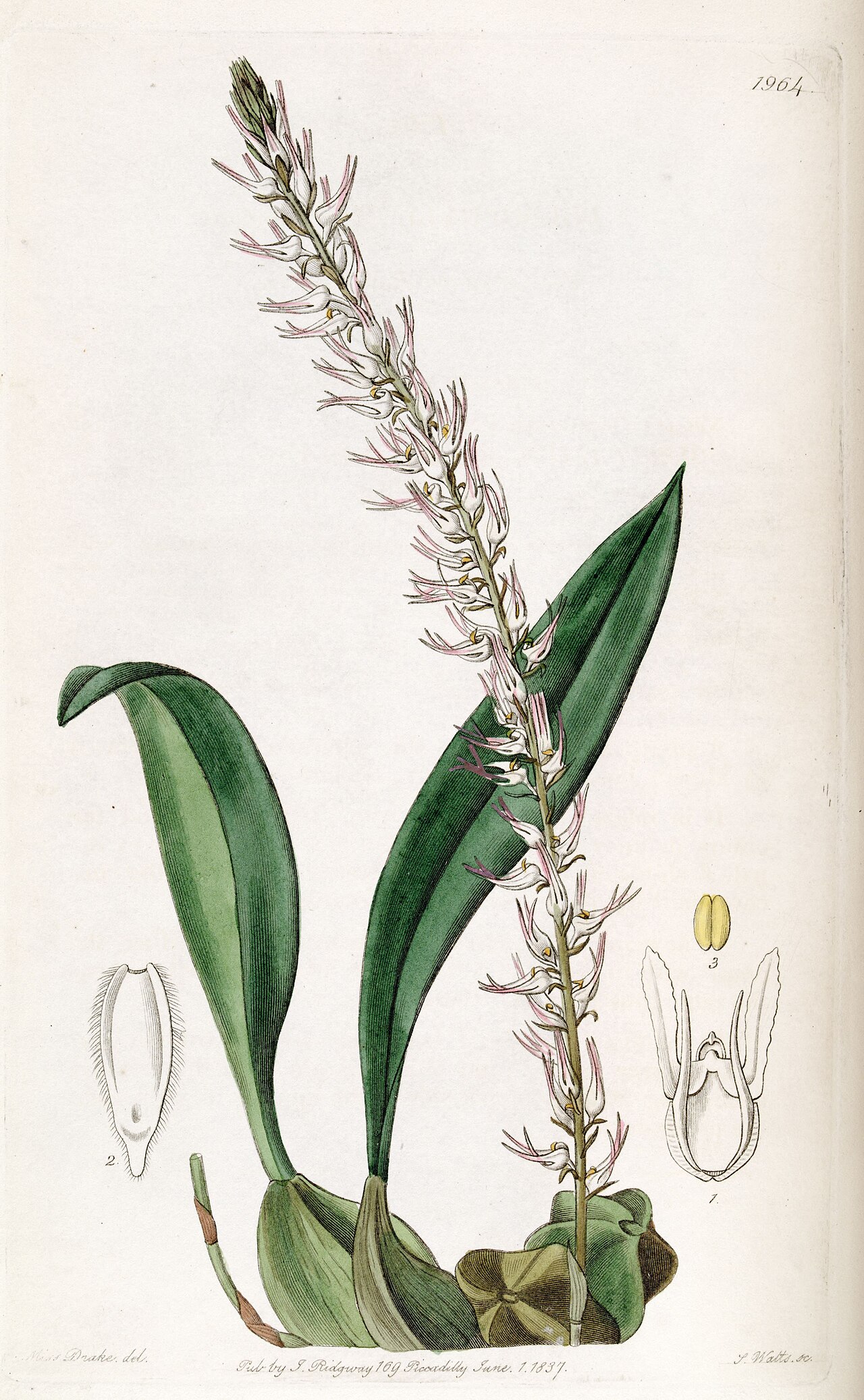 Bulbophyllum cocoinum