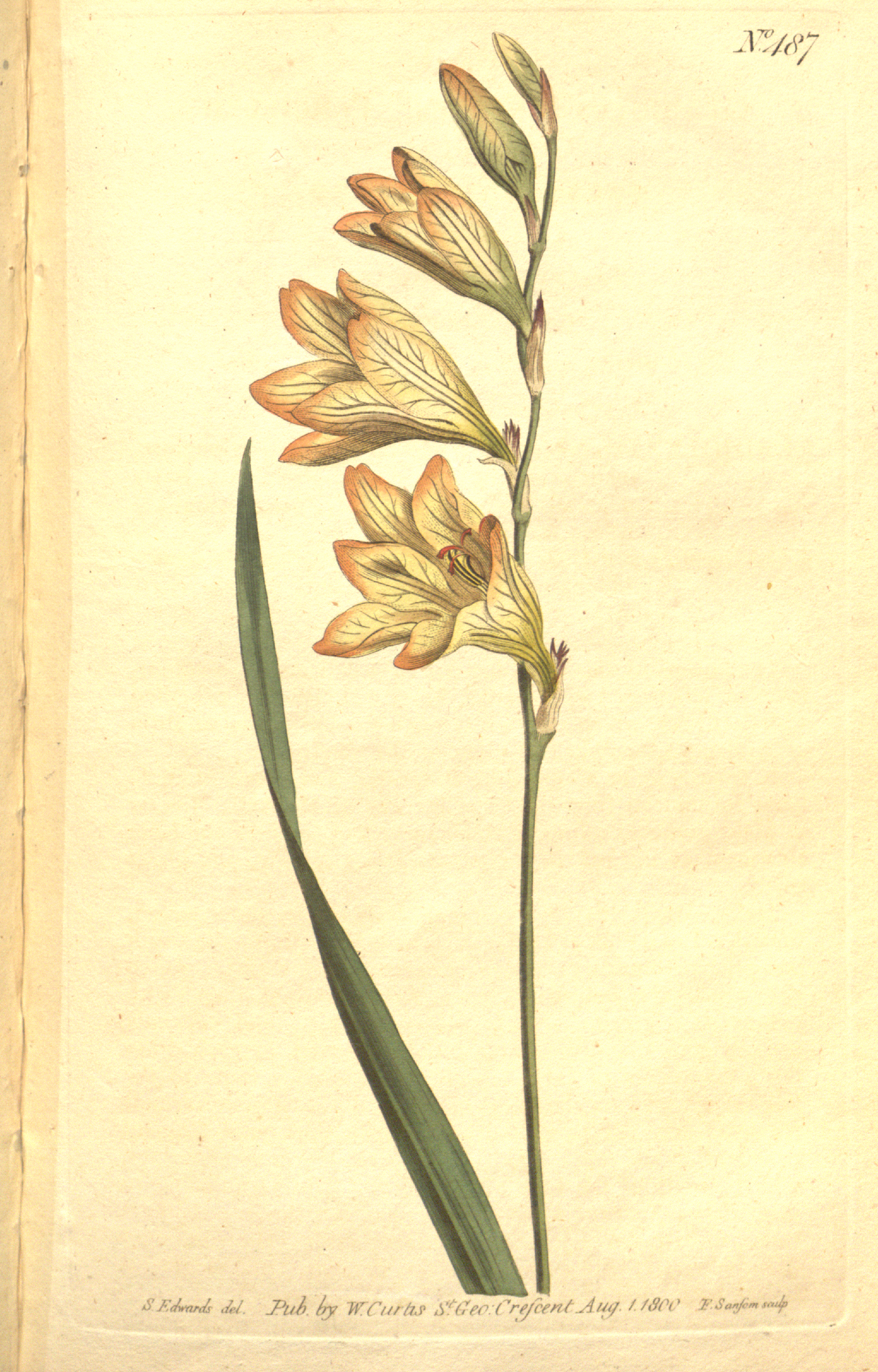 Tritonia gladiolaris