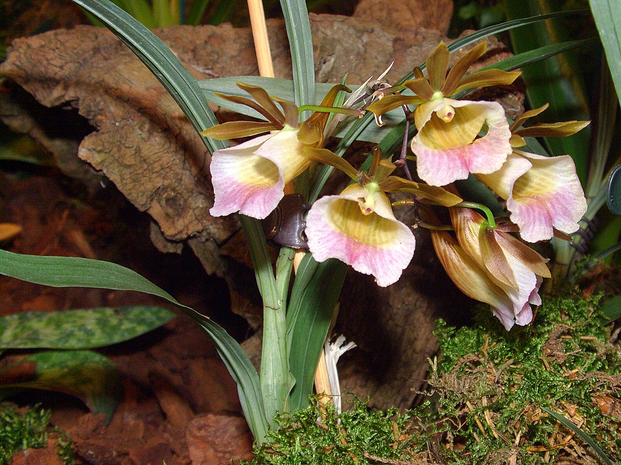 Galeandra baueri