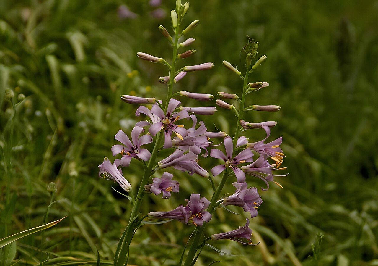 Notholirion koeiei