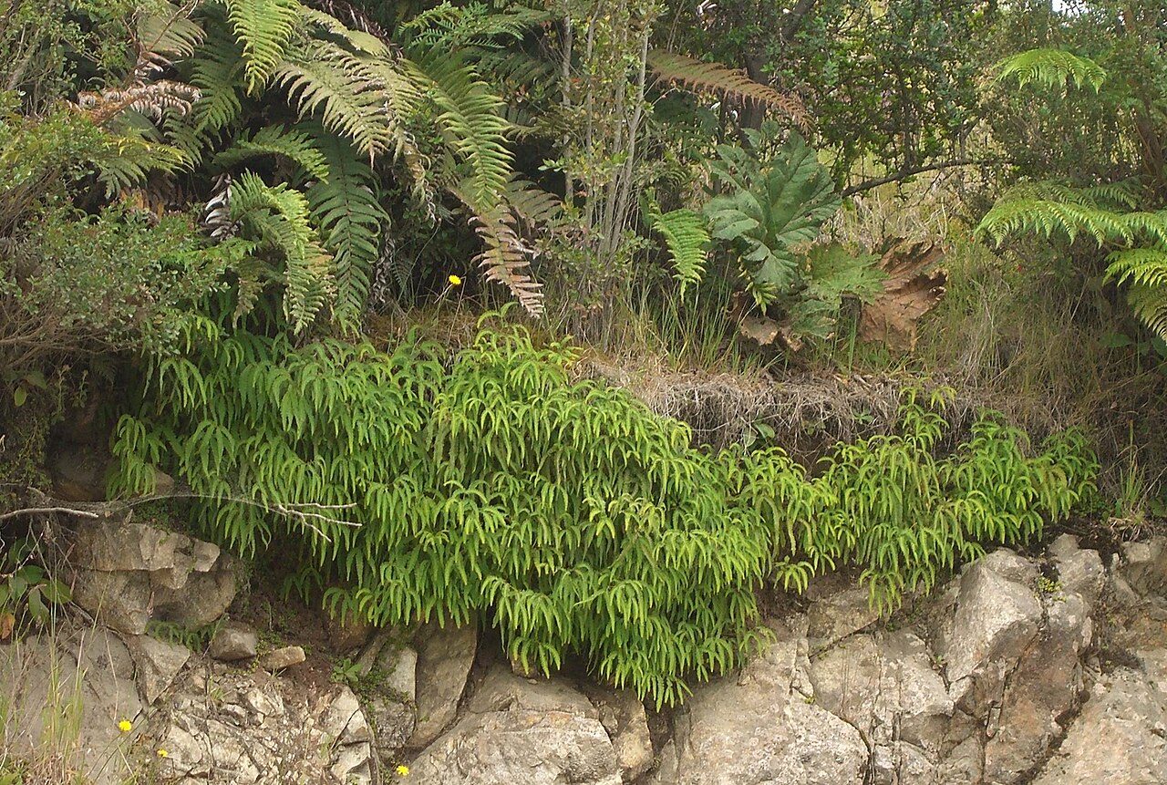 Gleichenia quadripartita