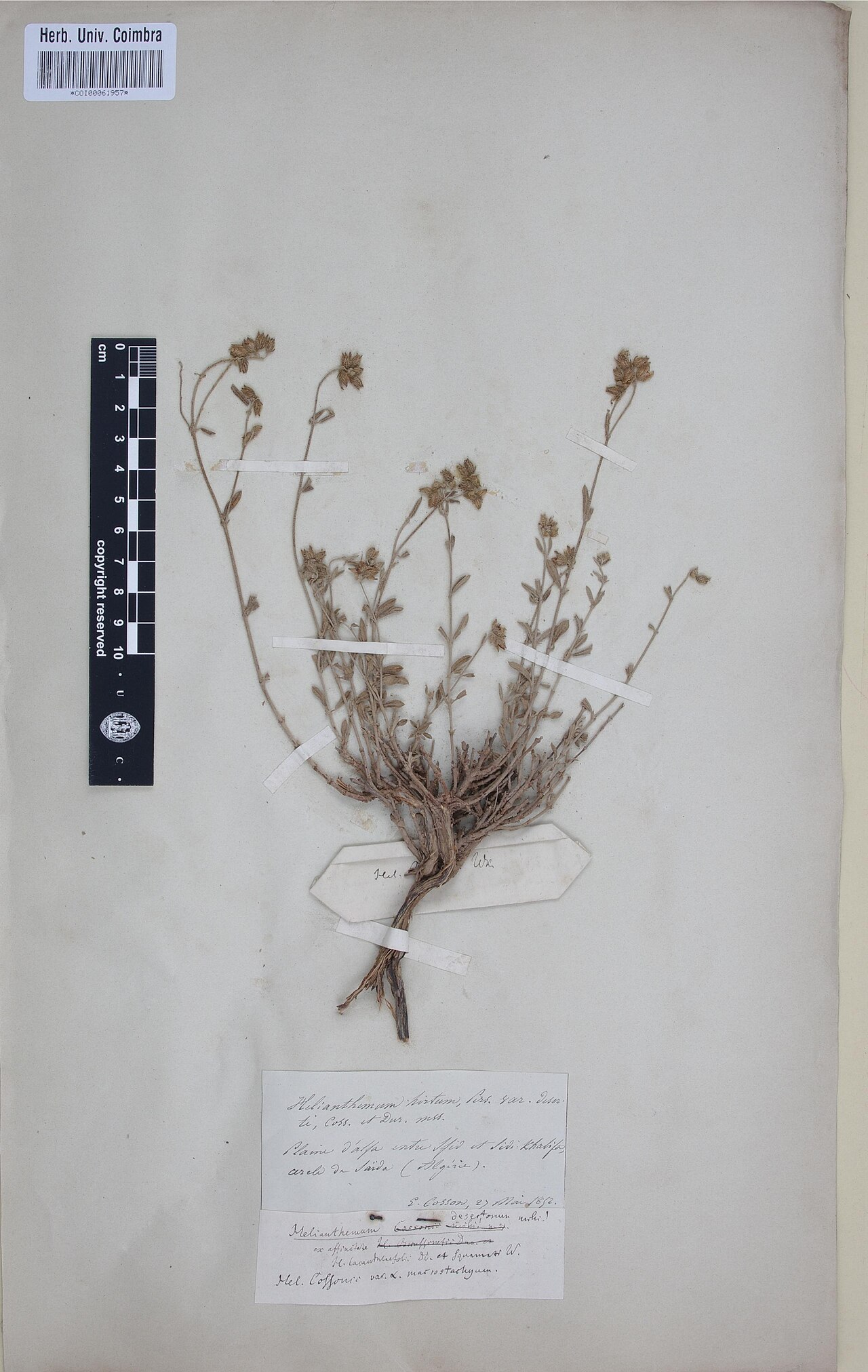 Helianthemum ruficomum