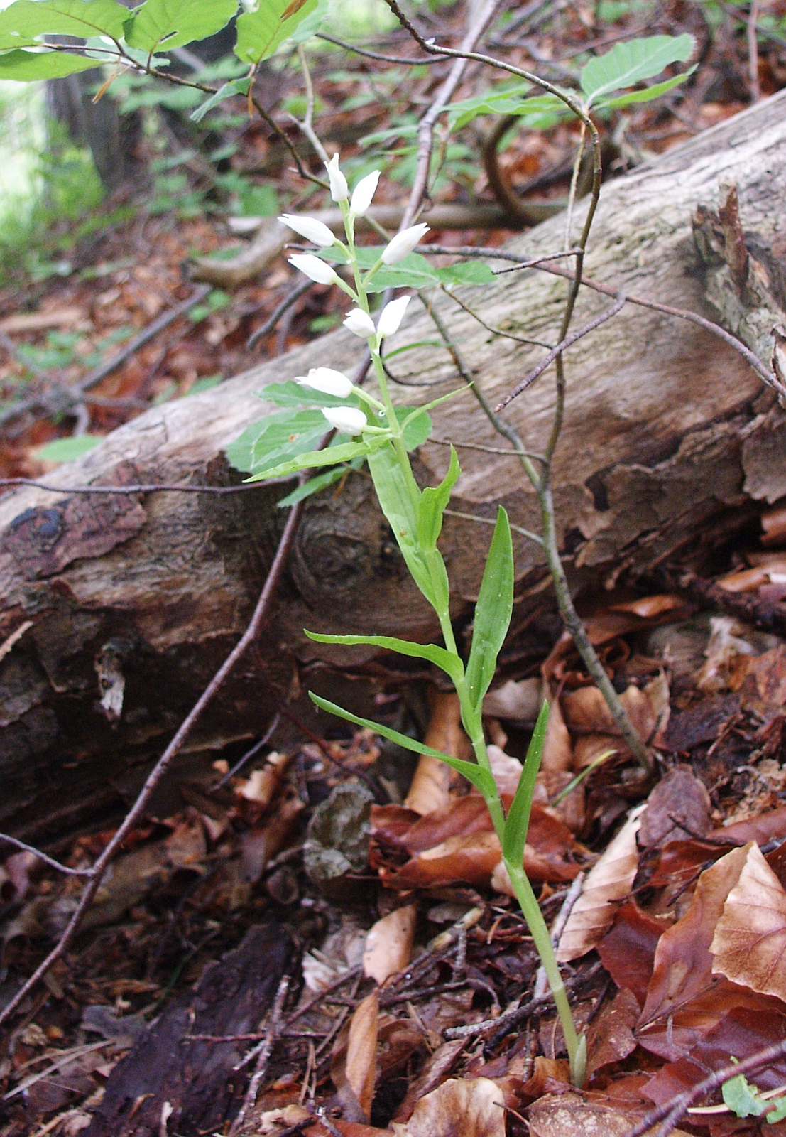 Cephalanthera ×schulzei