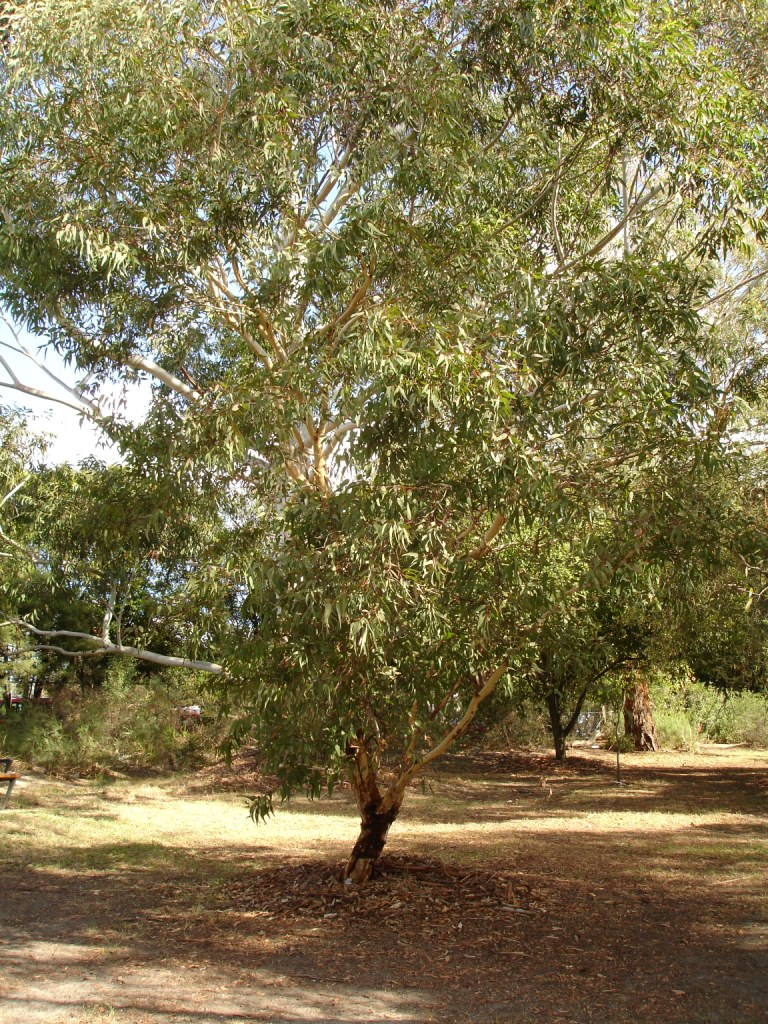 Darling Range ghost gum or butter gum