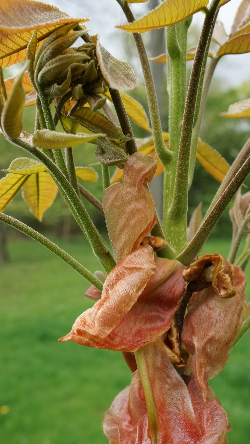 Carya ovata