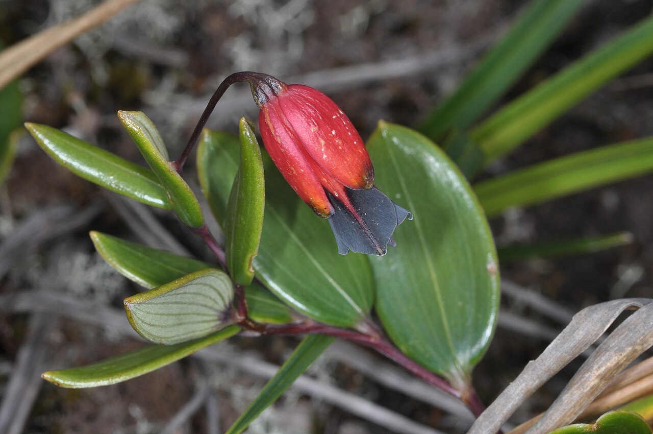 Bomarea brachysepala