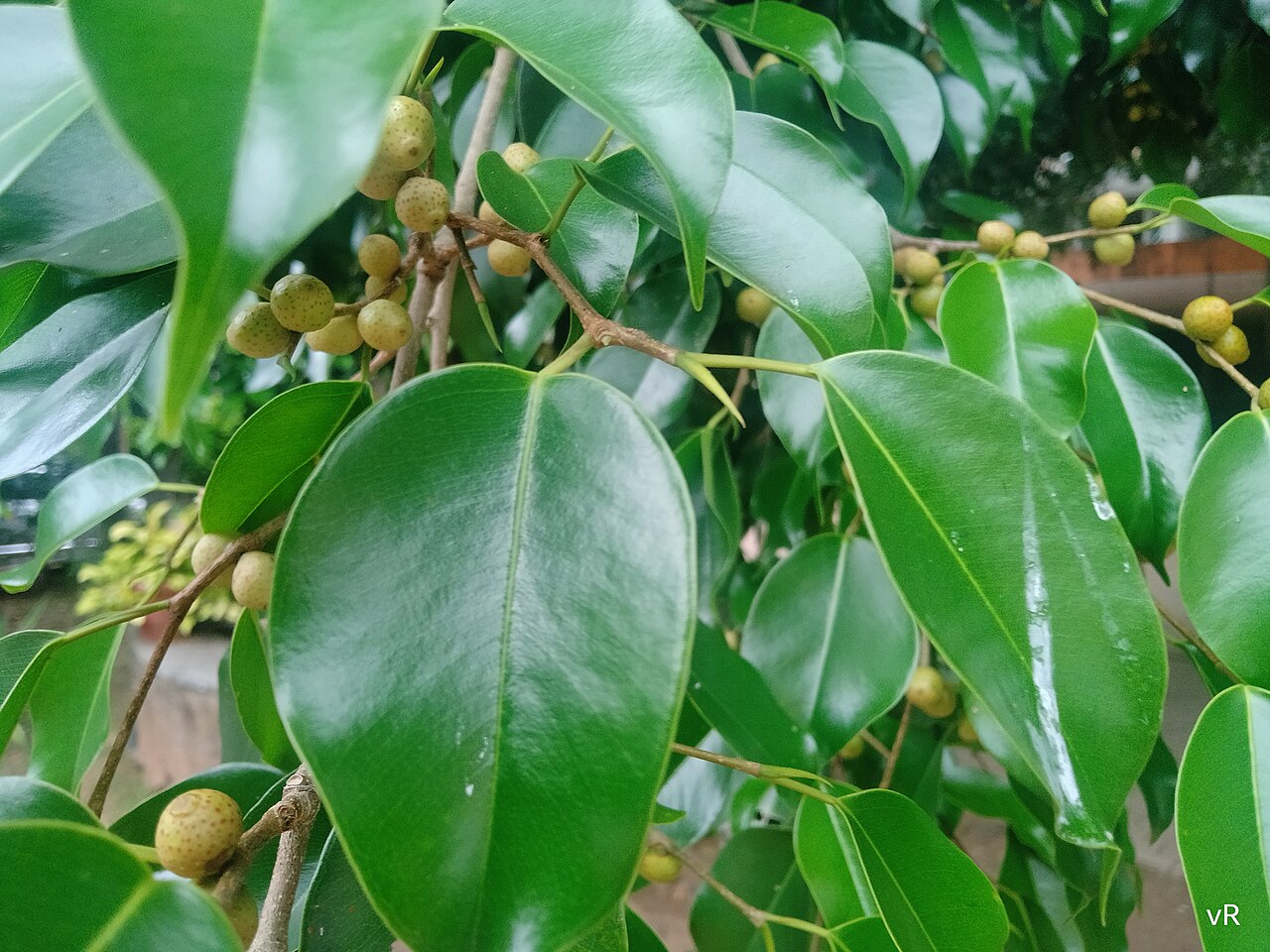 Ficus benjamina