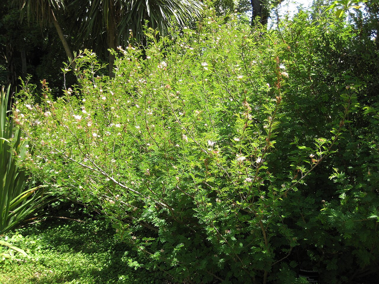Zapoteca portoricensis