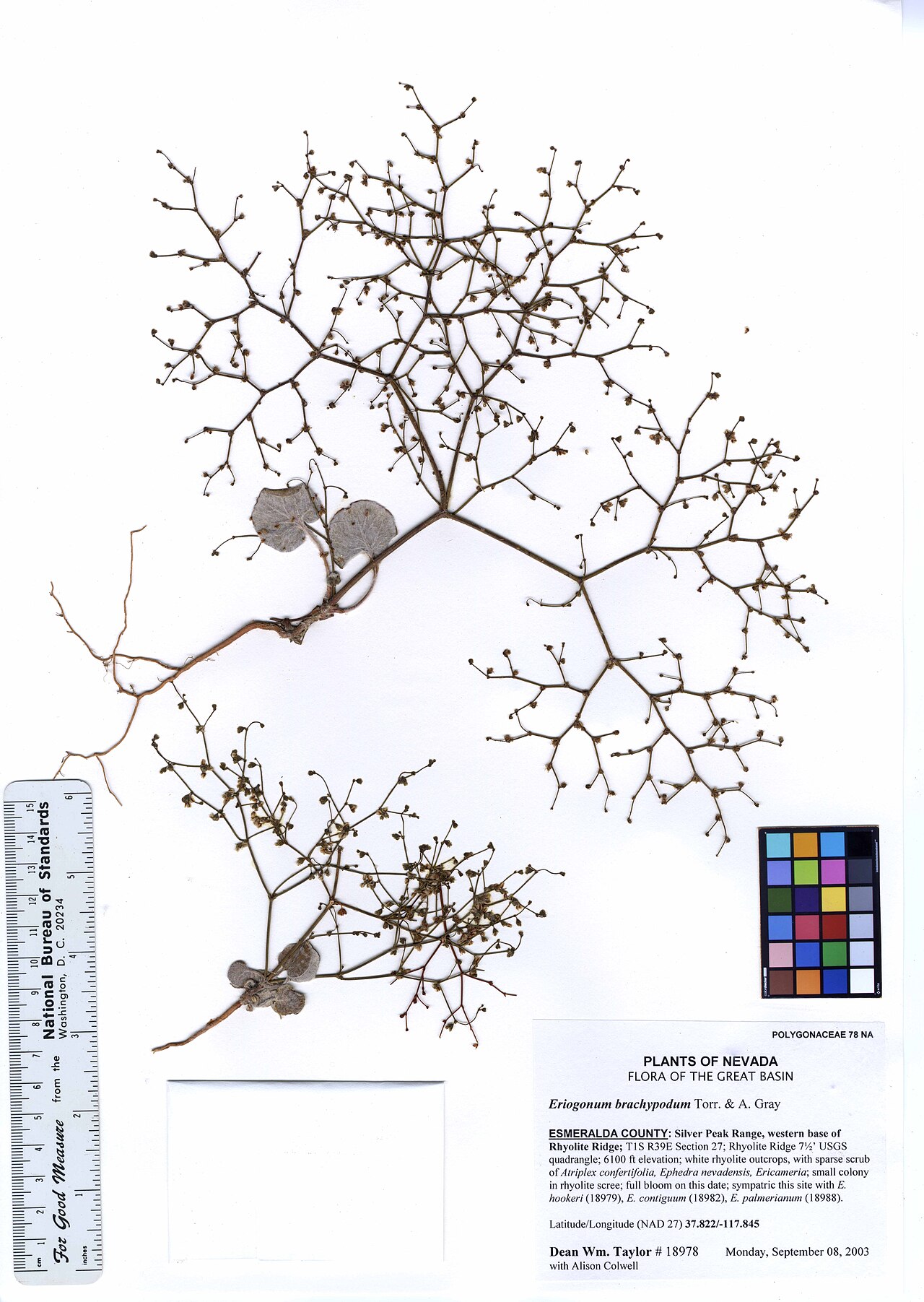 Eriogonum brachypodum