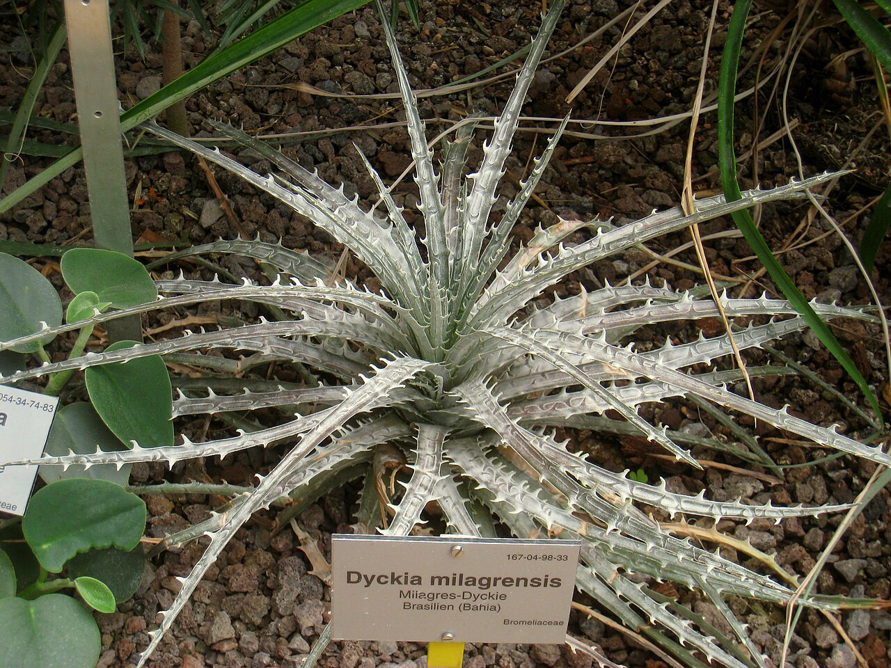 Dyckia milagrensis