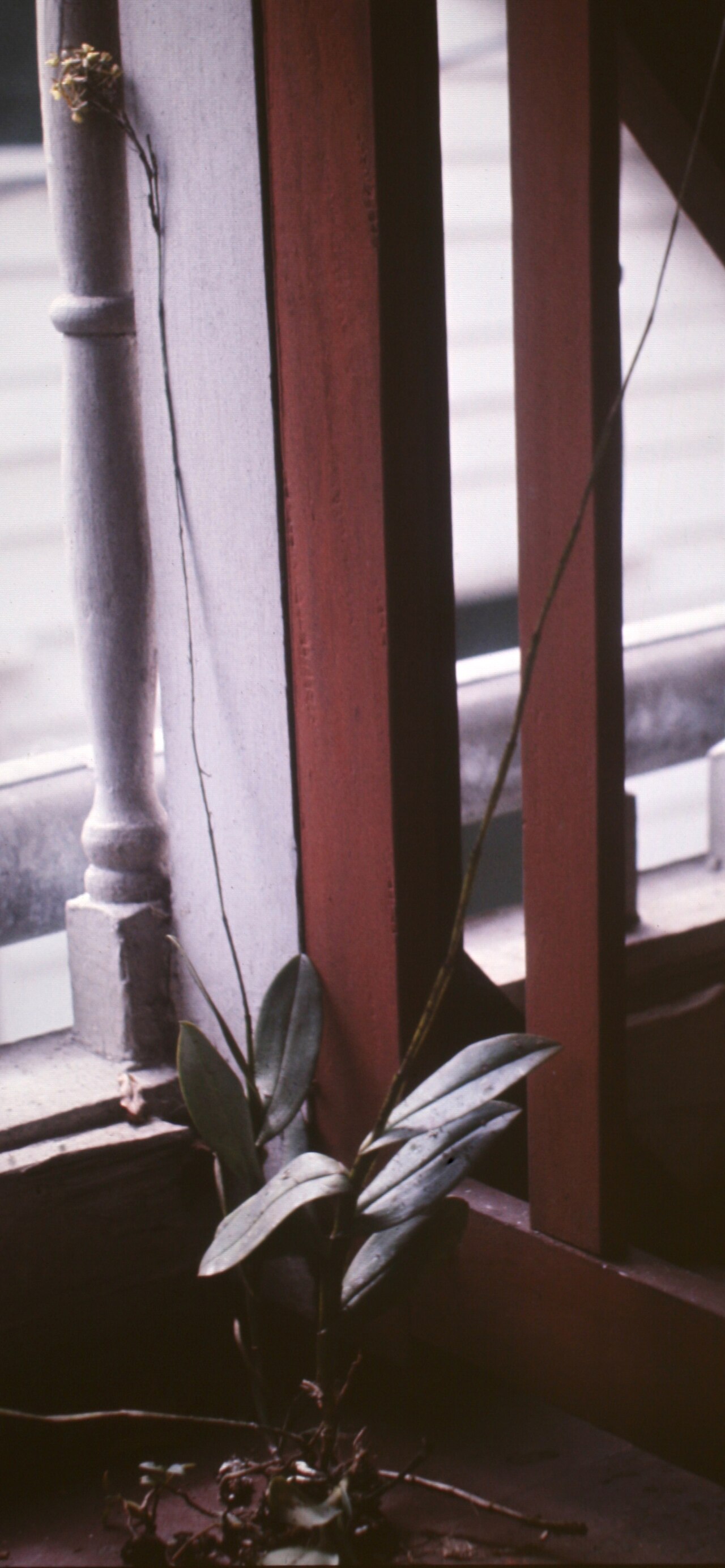 Epidendrum anceps