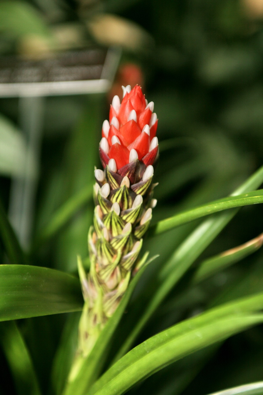 Guzmania variegata