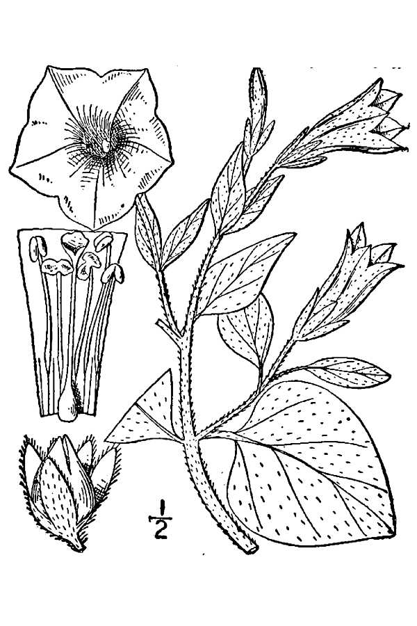 Petunia axillaris