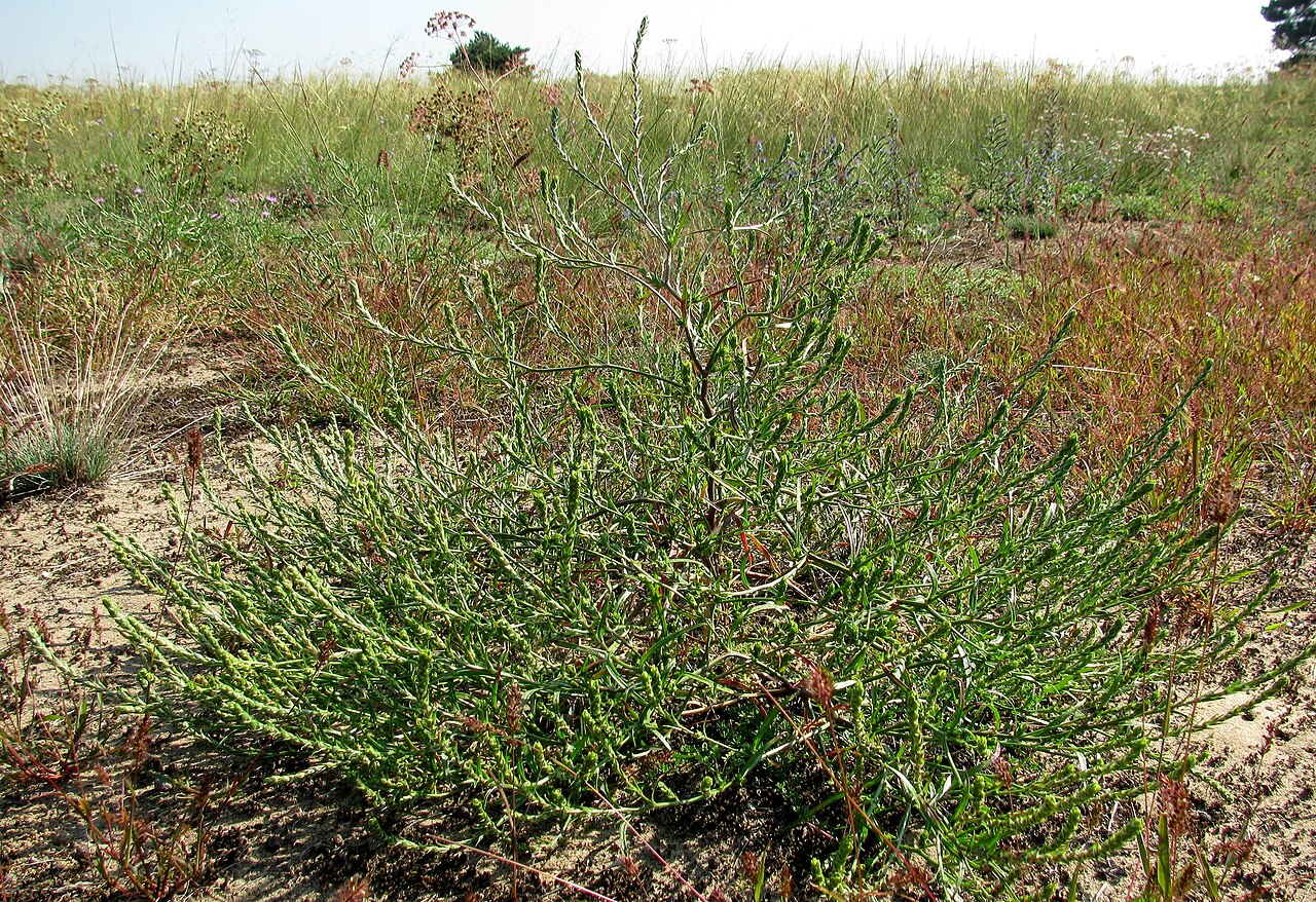 Corispermum intermedium