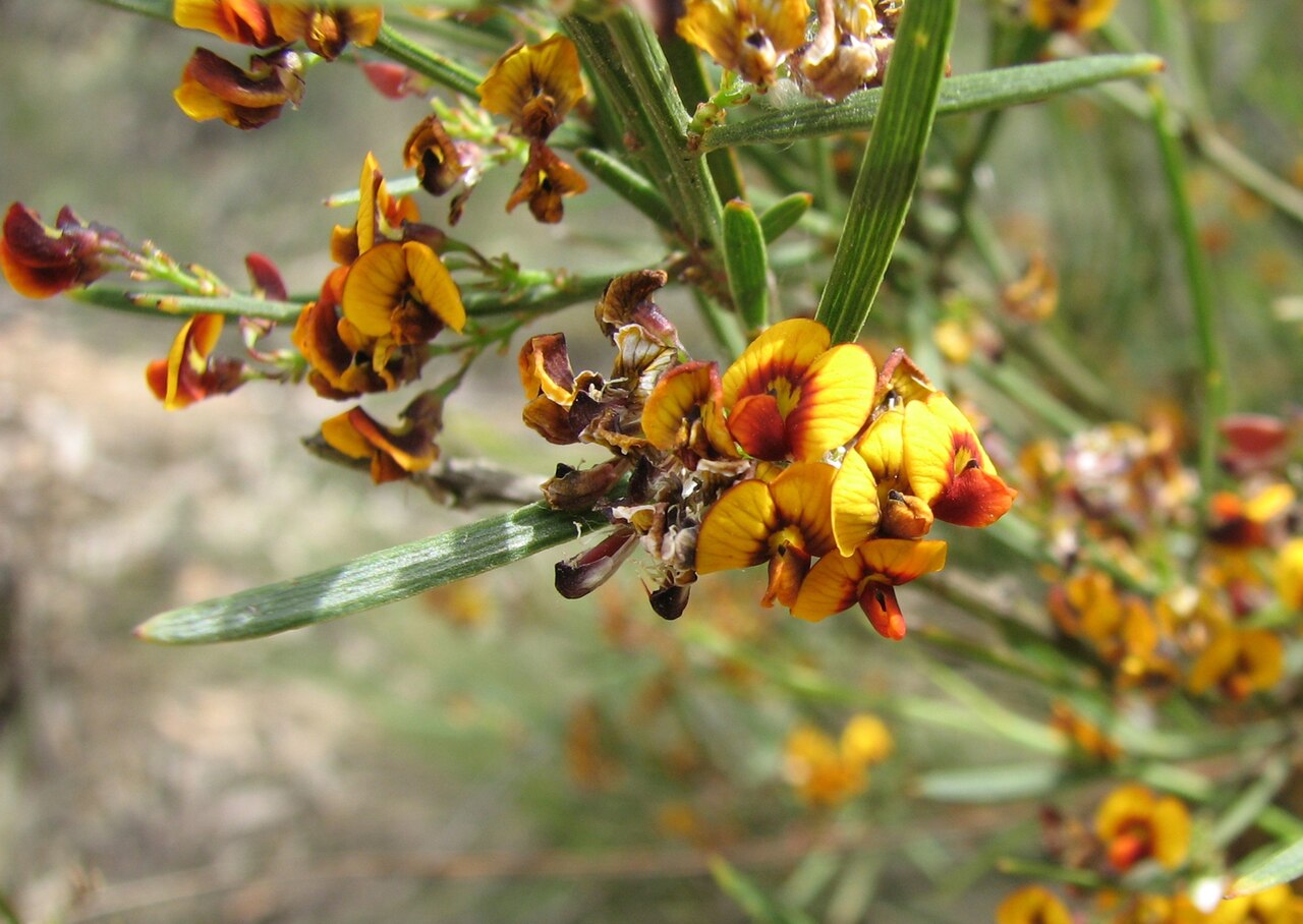 Daviesia leptophylla