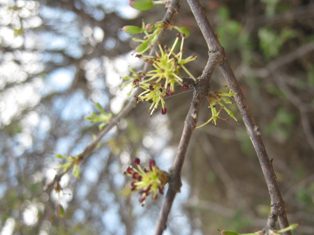 Forestiera tomentosa