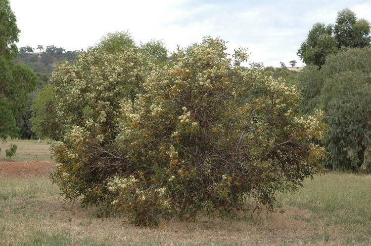 Wabling Hill mallee or Yanchep mallee