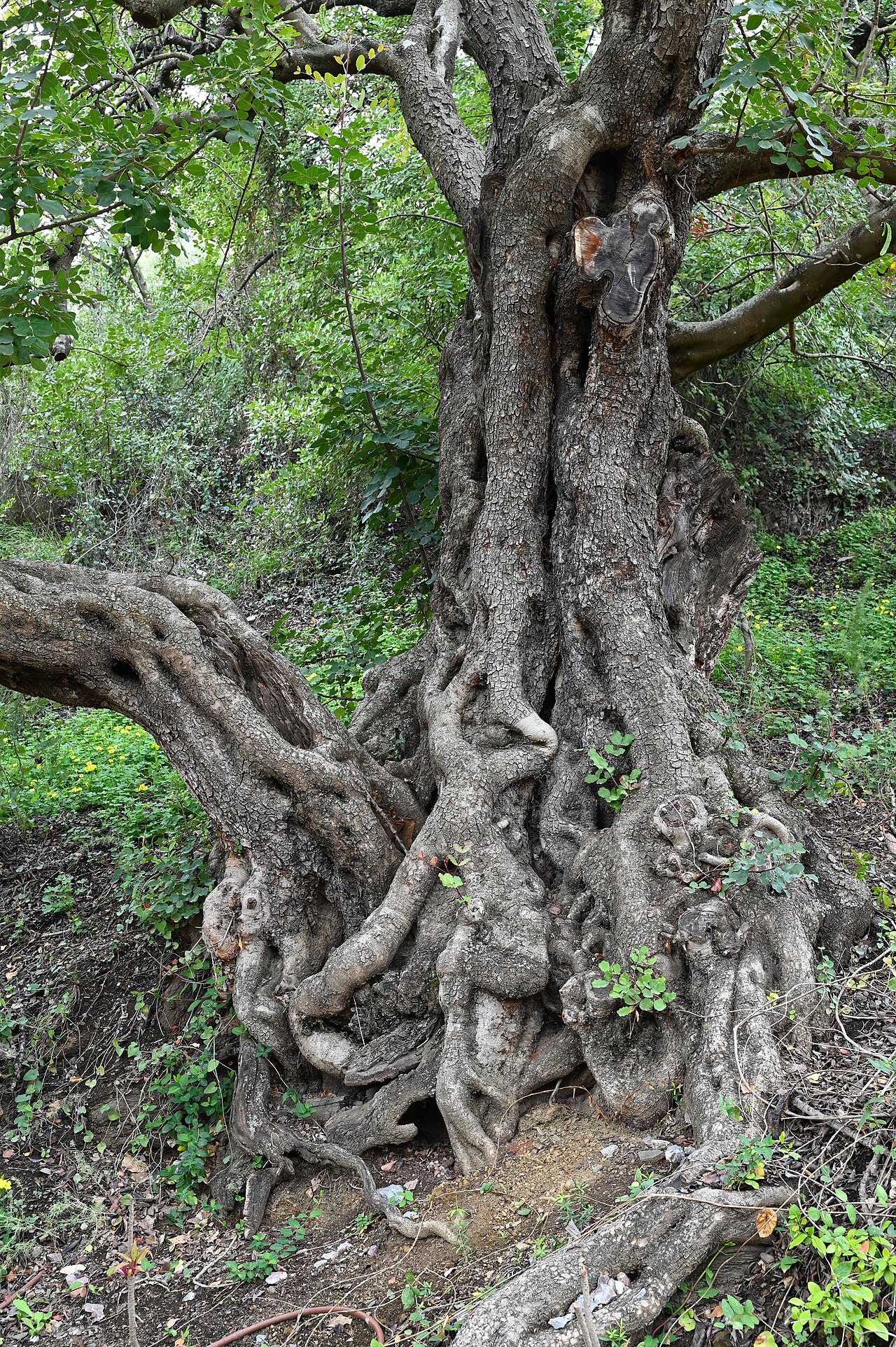 Ceratonia siliqua