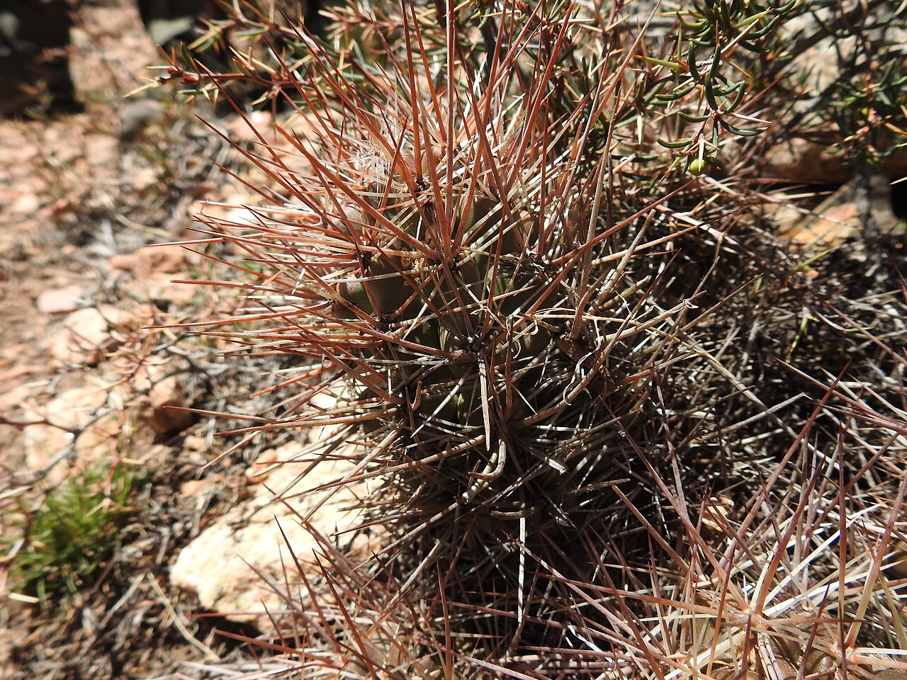 Austrocactus philippii