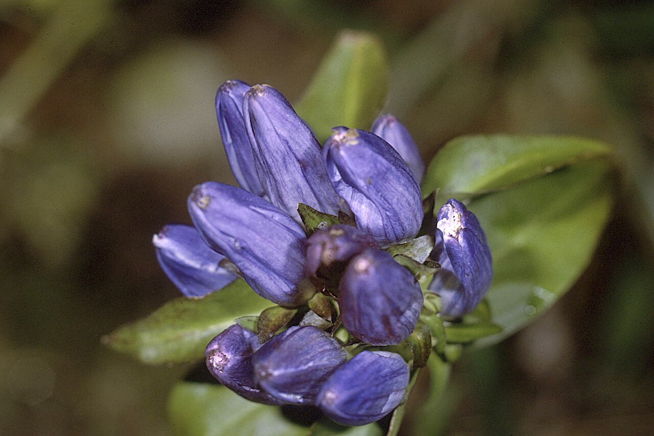 Gentiana andrewsii