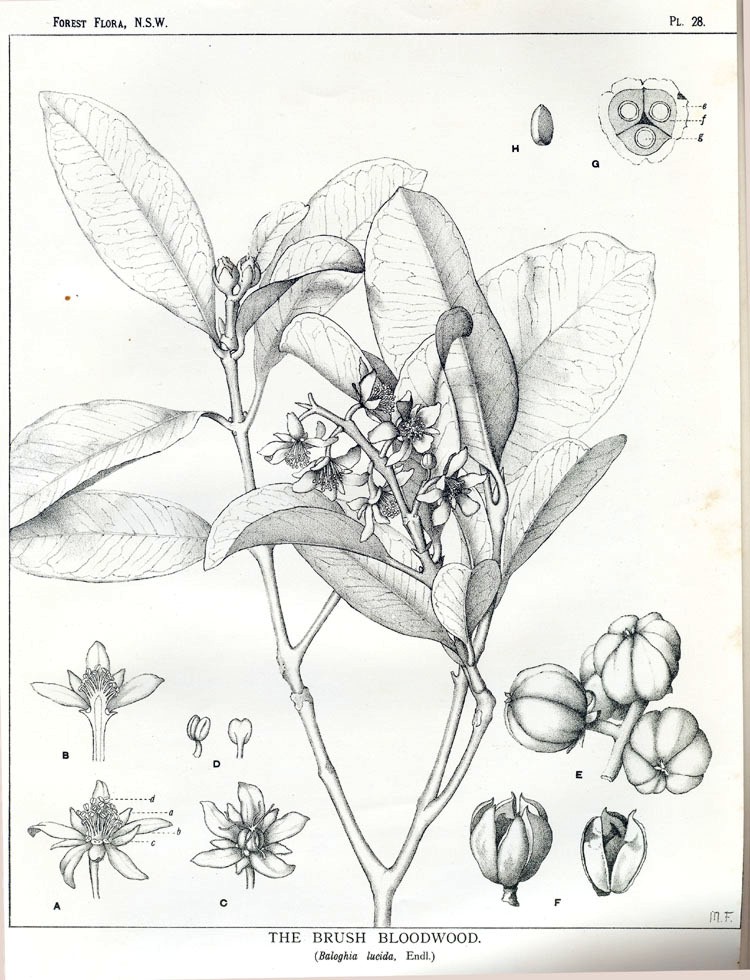 Baloghia inophylla