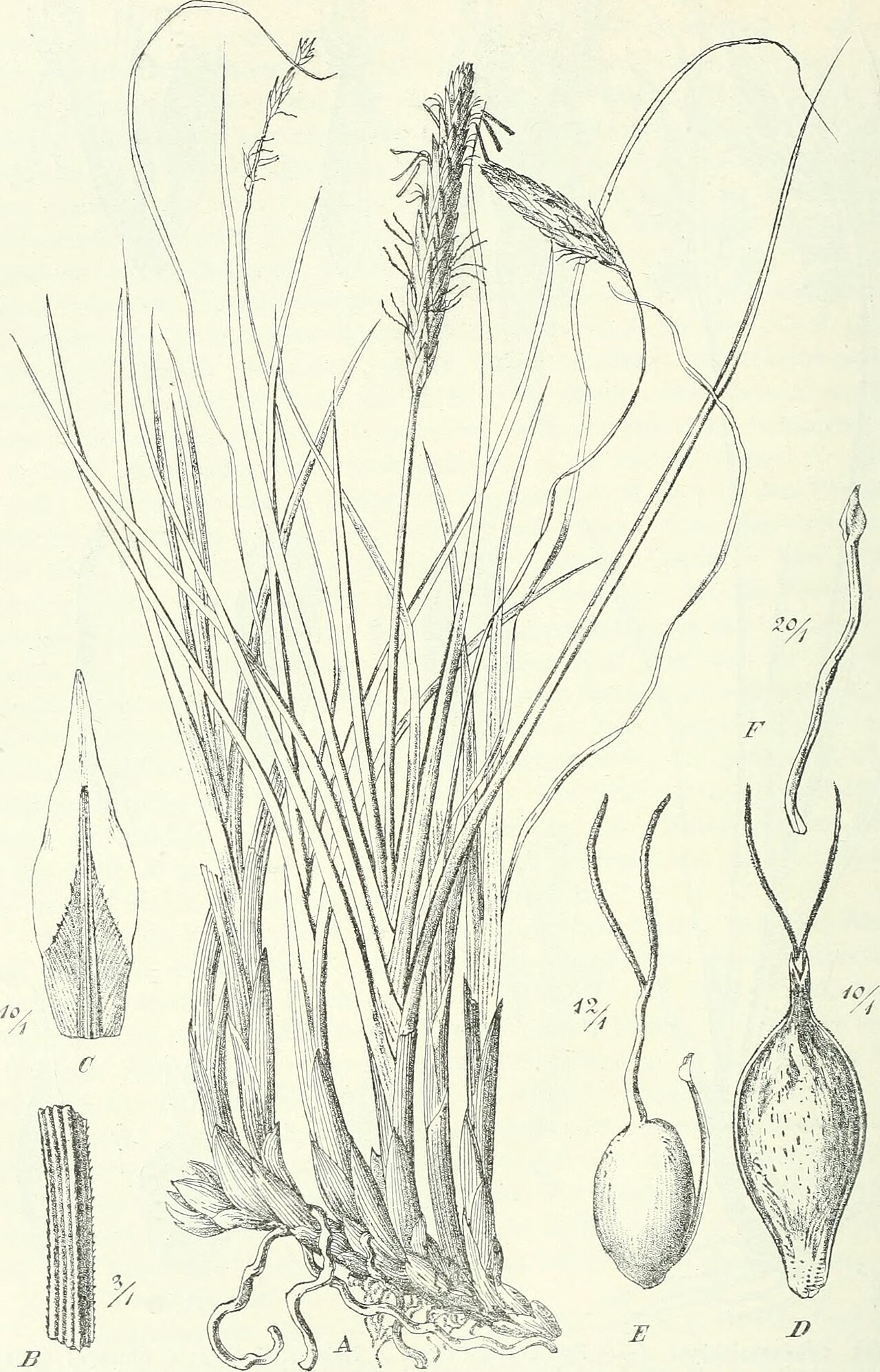 Carex monostachya