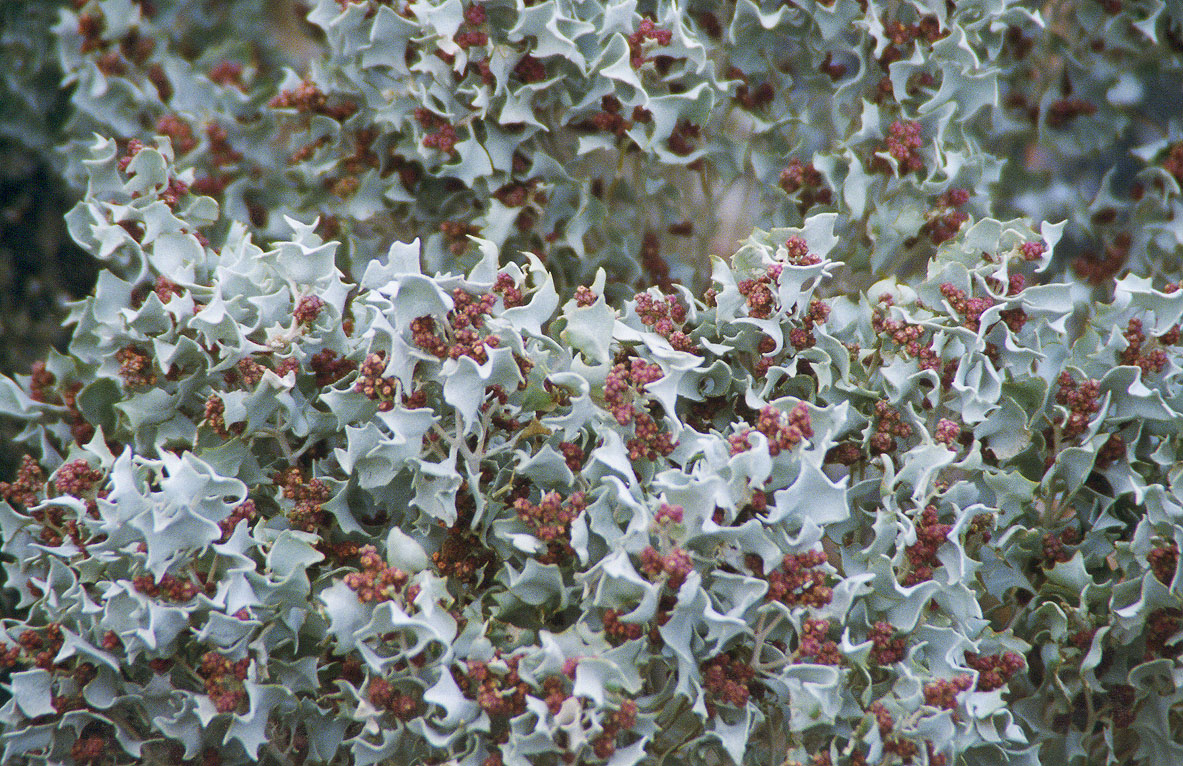 Atriplex hymenelytra