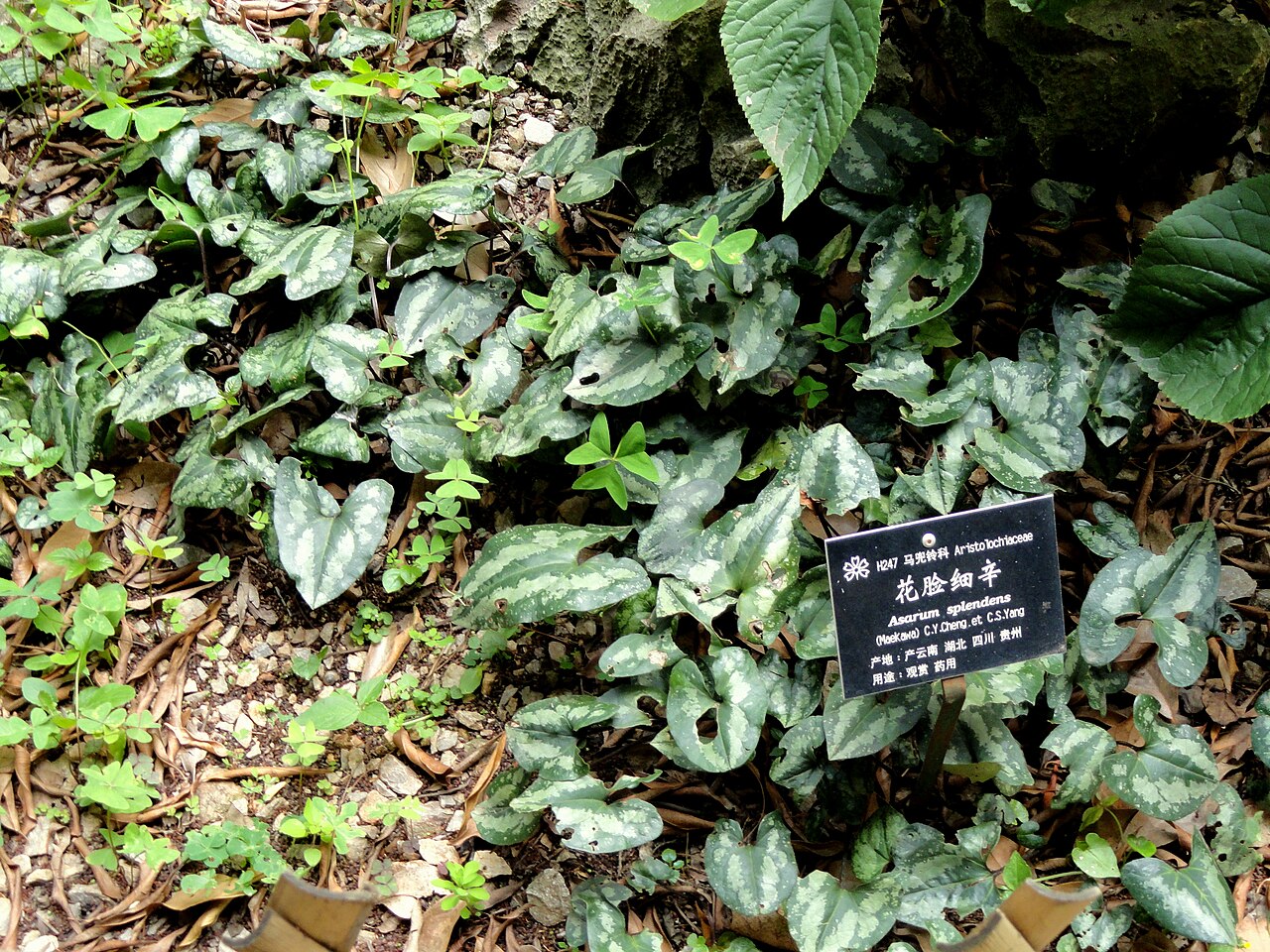 Asarum splendens