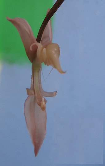 Gongora unicolor