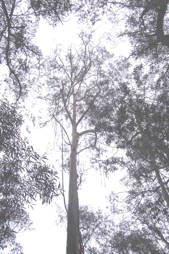 Gully gum