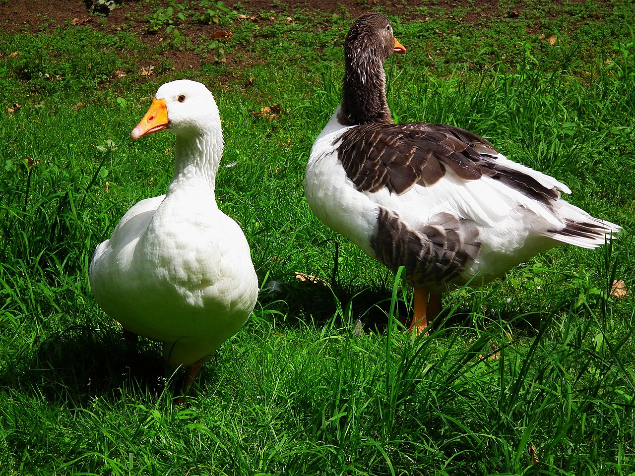 Leinegans